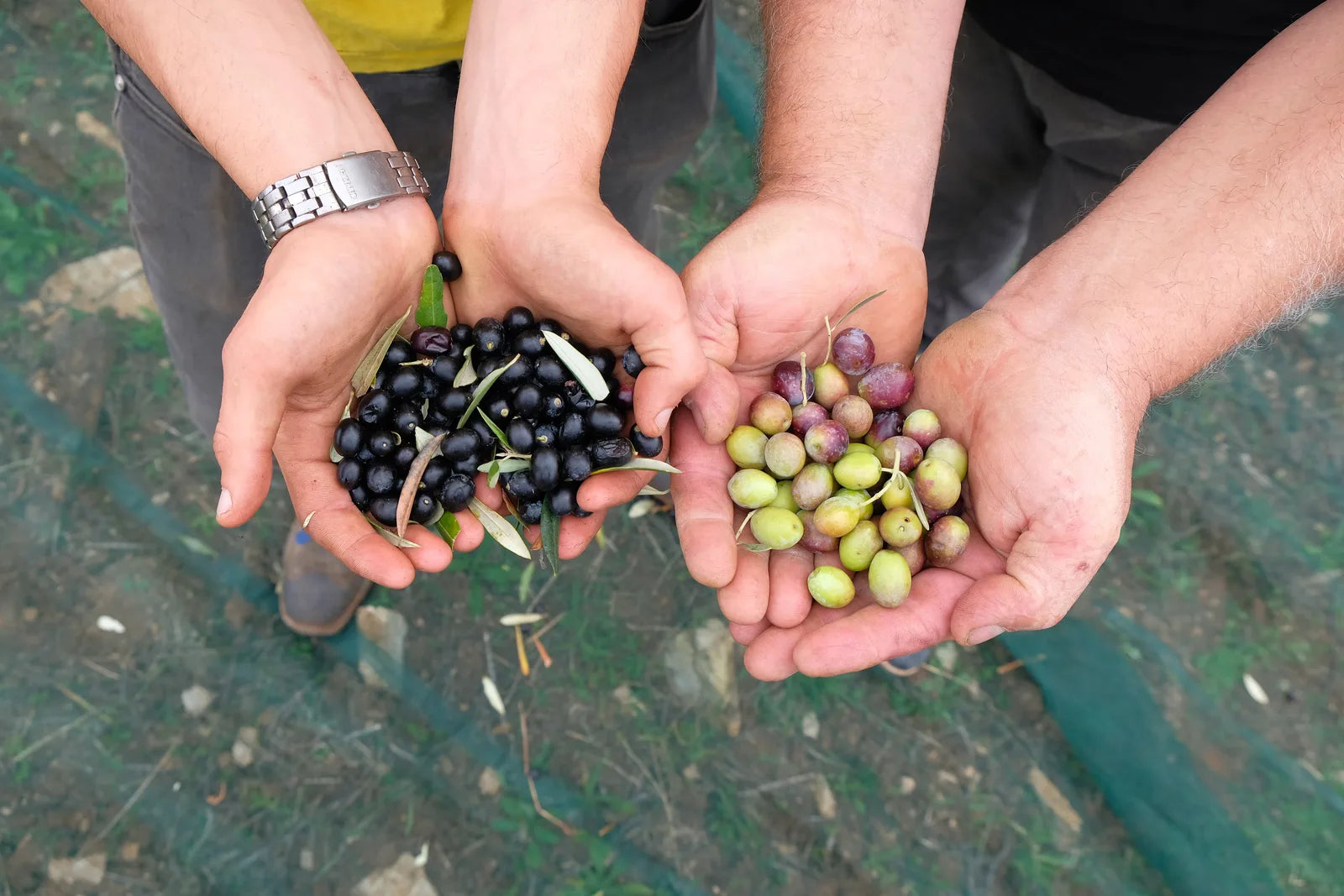 Harvesting olives by hand
