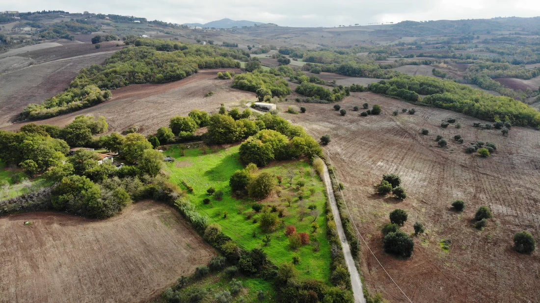 Fresh Olive Oil: Why It Matters More Than You Think