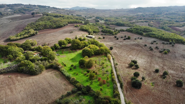 Fresh Olive Oil: Why It Matters More Than You Think